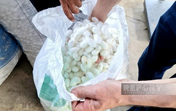 Lənkəranda yetişdirilən baramanın ilkin tədarükünə başlanılıb - FOTO