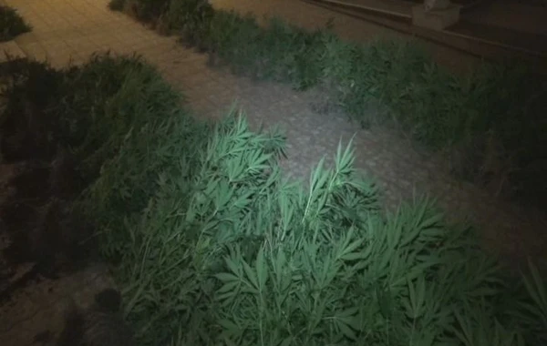 Polisdən XÜSUSİ ƏMƏLİYYAT: 19 nəfər saxlanıldı - FOTO