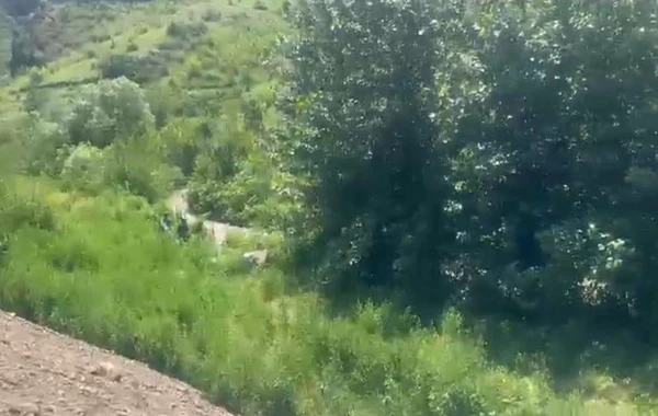 Qubadlıda çətənə kolları aşkarlanıb - FOTO