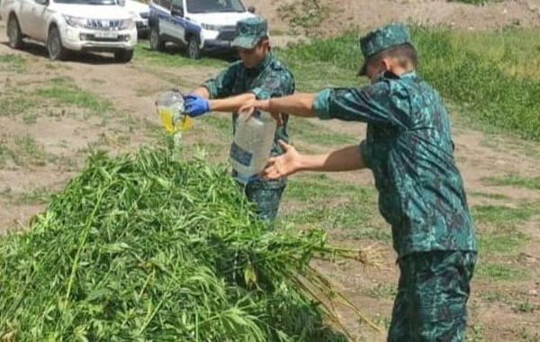 Laçında bir tondan artıq çətənə kolu məhv edilib - FOTO