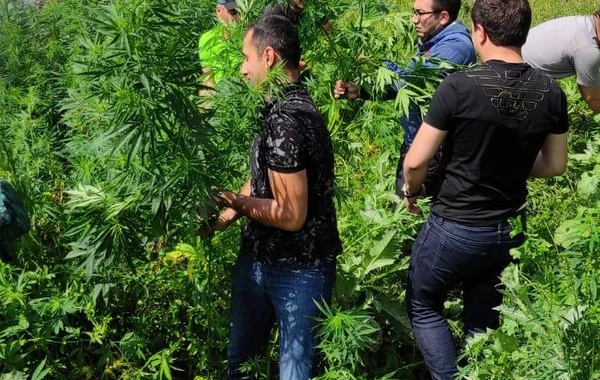Qazaxda çətənə kolları məhv edilib - FOTO