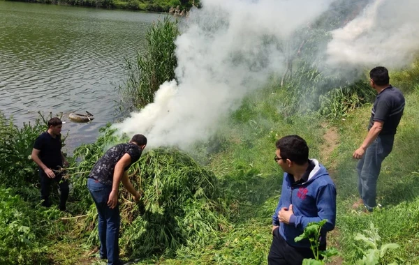Qazaxda çətənə kolları məhv edilib - FOTO