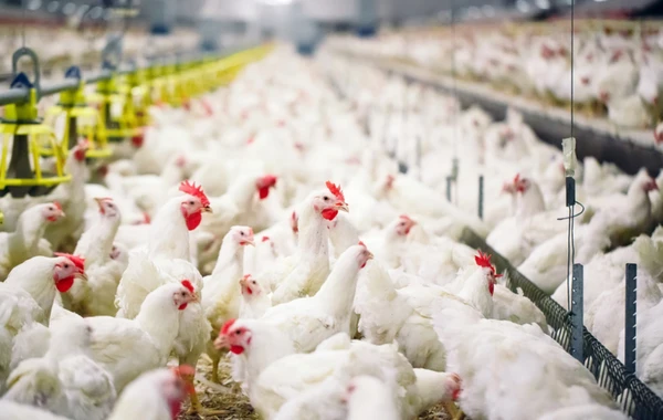 Azərbaycanda quş qripi xəstəliyinin törədicisinə rast gəlinib? - RƏSMİ