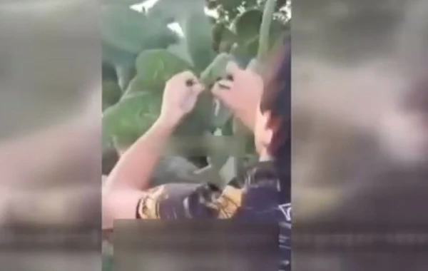 Bulvarda kaktusu yandıran şəxsin cəzası bəlli oldu - VİDEO