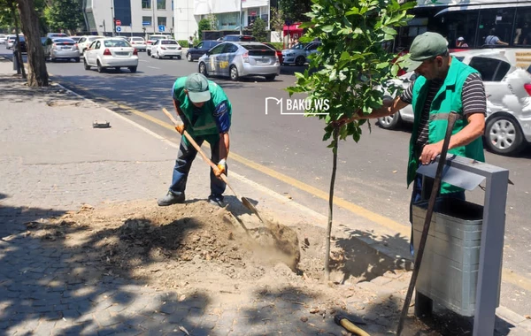 Paytaxtın mərkəzində təhlükə yaradan ağac kəsilib yerinə başqası əkildi - FOTO/VİDEO
