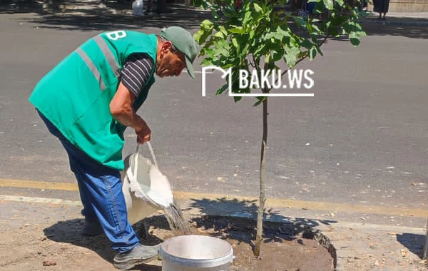 Paytaxtın mərkəzində təhlükə yaradan ağac kəsilib yerinə başqası əkildi - FOTO/VİDEO