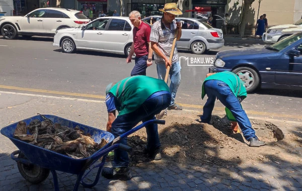 Paytaxtın mərkəzində təhlükə yaradan ağac kəsilib yerinə başqası əkildi - FOTO/VİDEO