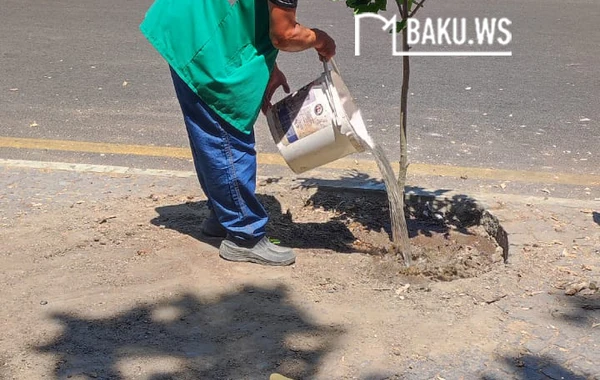 Paytaxtın mərkəzində təhlükə yaradan ağac kəsilib yerinə başqası əkildi - FOTO/VİDEO