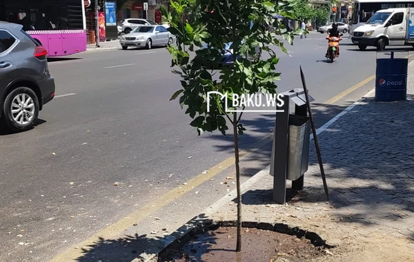Paytaxtın mərkəzində təhlükə yaradan ağac kəsilib yerinə başqası əkildi - FOTO/VİDEO