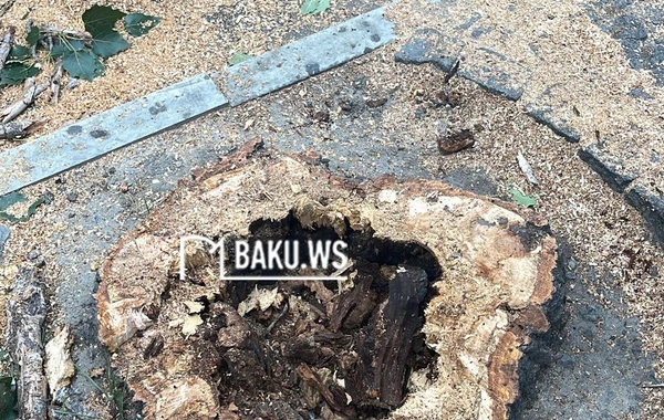 Paytaxtın mərkəzində təhlükə yaradan ağac kəsilib yerinə başqası əkildi - FOTO/VİDEO