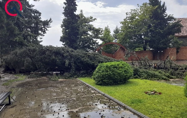 Qaxda güclü külək fəsadlar törətdi - FOTO