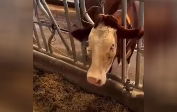 Qurban Bayramı üçün satılan inəyə spirtli içki içirdiblər? - FOTO/VİDEO