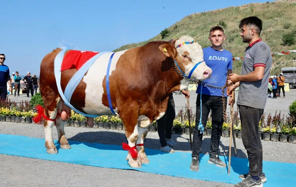 Qurbanlıq heyvanların "gözəllik yarışı" keçirildi - FOTO