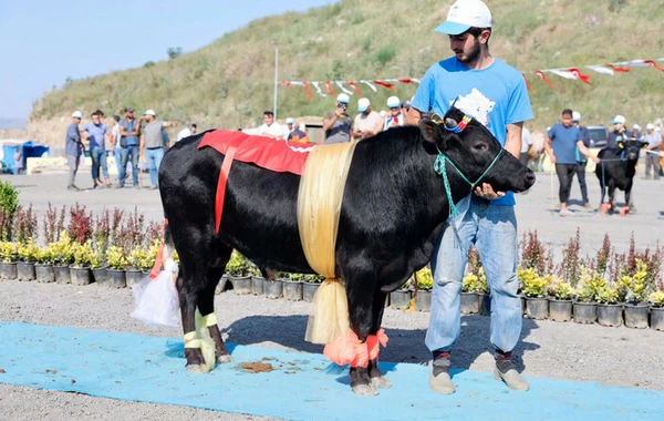 Qurbanlıq heyvanların "gözəllik yarışı" keçirildi - FOTO