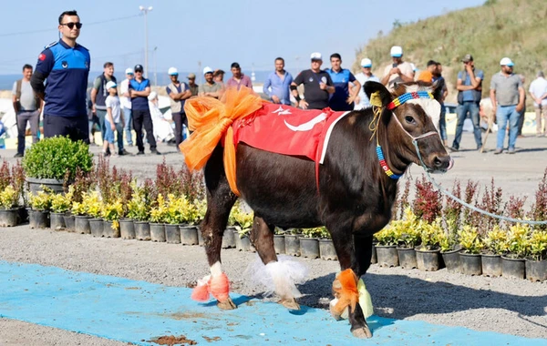 Qurbanlıq heyvanların "gözəllik yarışı" keçirildi - FOTO