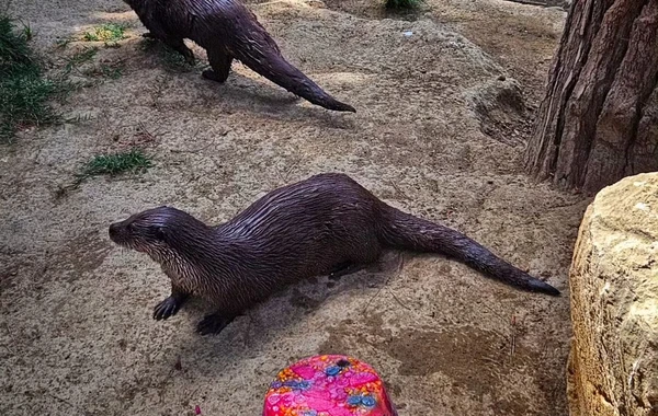 Bakı Zooloji Parkında su samurunun ad günü - Tort hazırlandı - FOTO