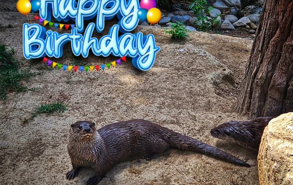 Bakı Zooloji Parkında su samurunun ad günü - Tort hazırlandı - FOTO