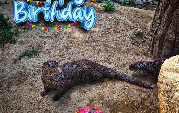 Bakı Zooloji Parkında su samurunun ad günü - Tort hazırlandı - FOTO