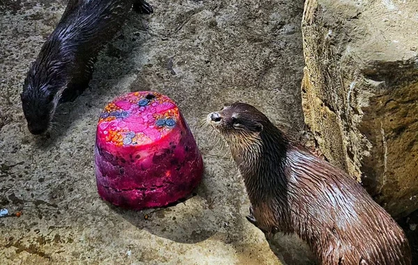 Bakı Zooloji Parkında su samurunun ad günü - Tort hazırlandı - FOTO