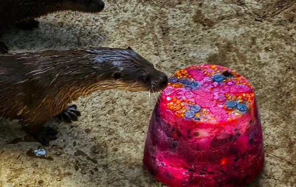 Bakı Zooloji Parkında su samurunun ad günü - Tort hazırlandı - FOTO