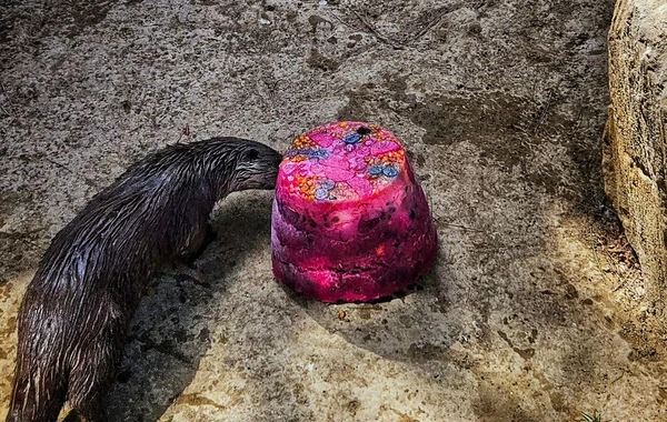 Bakı Zooloji Parkında su samurunun ad günü - Tort hazırlandı - FOTO