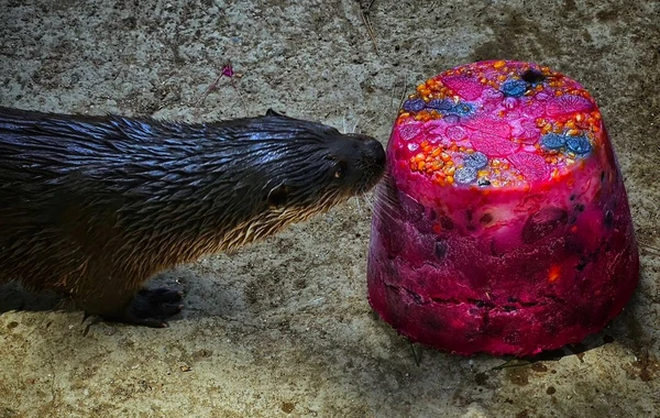 Bakı Zooloji Parkında su samurunun ad günü - Tort hazırlandı - FOTO