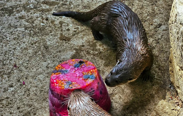 Bakı Zooloji Parkında su samurunun ad günü - Tort hazırlandı - FOTO