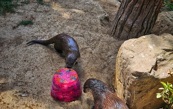 Bakı Zooloji Parkında su samurunun ad günü - Tort hazırlandı - FOTO