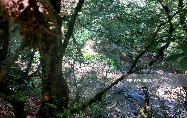 Lerikdə turla istirahətə gedən şəxs faciəvi şəkildə öldü  - FOTO - YENİLƏNİB