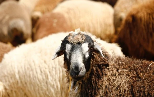 138 ünvanda qurbanlıq heyvanların satışı və kəsimi xidmətləri təşkil edilib - FOTO