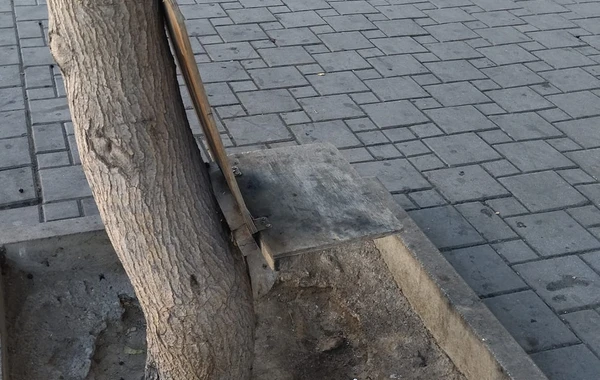 Bakıda stulu ağaca mismarladılar - FOTO