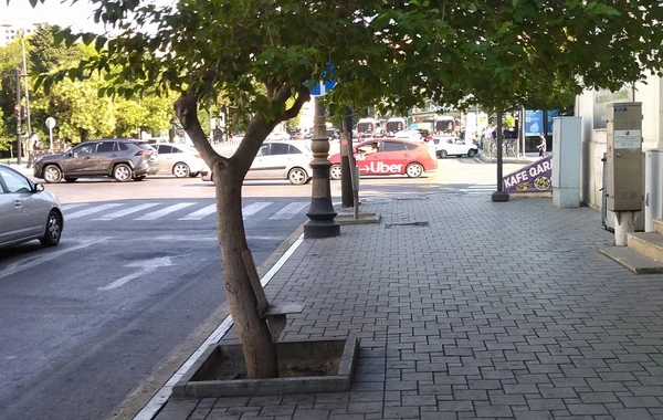 Bakıda stulu ağaca mismarladılar - FOTO