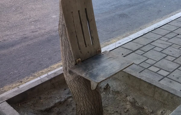 Bakıda stulu ağaca mismarladılar - FOTO
