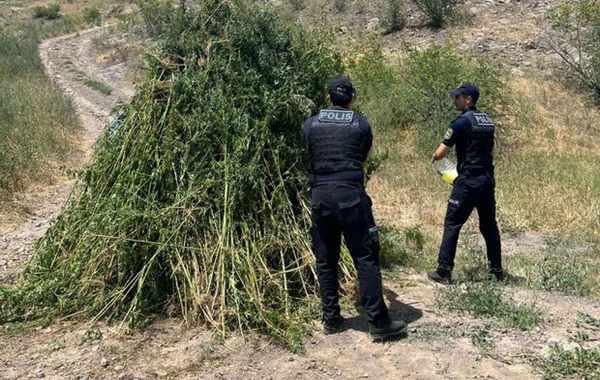 Zəngilanda aşkarlanan 3 tondan çox çətənə bitkiləri yandırılaraq məhv edilib - FOTO
