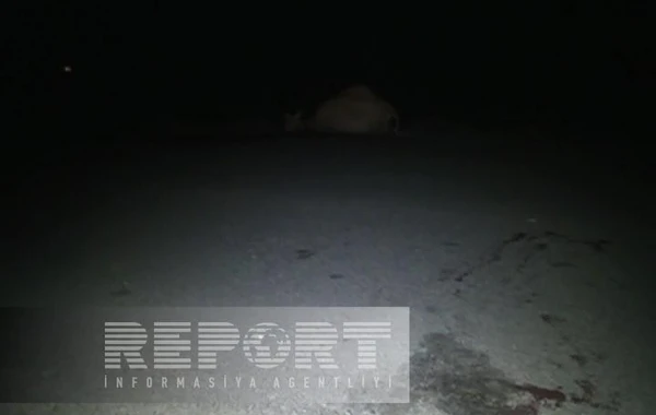 В Геранбое автомобиль въехал в стадо крупного рогатого скота, пассажир пострадал - ФОТО
