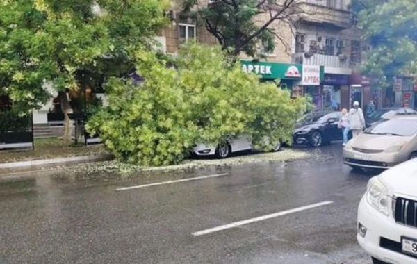 Bakıda ağac avtomobilin üzərinə aşıb - FOTO