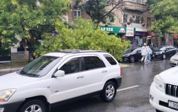 В Баку на автомобиль упало дерево - ФОТО