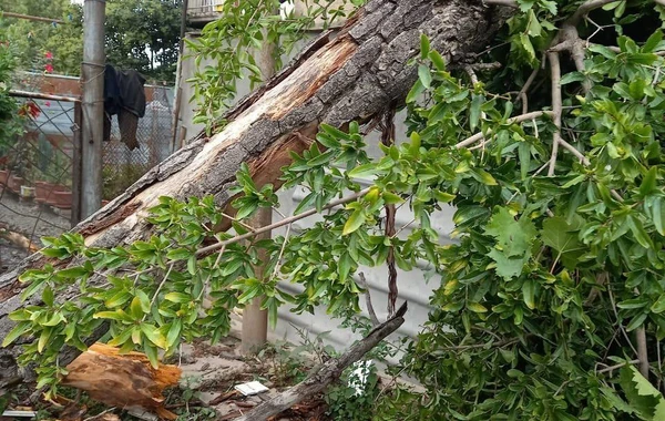 Gəncədə külək fəsadlar törədib, iri gövdəli ağac evin üzərinə aşıb - FOTO