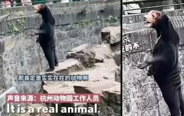Zooparkdakı ayı görənləri heyrətə gətirdi - Həqiqətən ayıdır, yoxsa insan? - FOTO