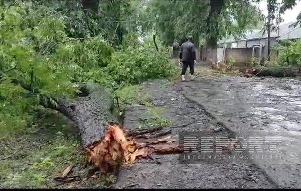 Zaqatalada leysan fəsadlar törədib - Elektrik dirəkləri aşıb, yağış suları həyətlərə dolub - FOTO