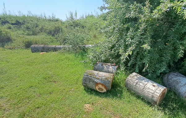 Zərdabda ağacları kəsən şəxslər saxlanılıb - FOTO