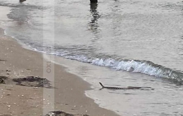 Bakıda çimərlikdə peyda olan ilan vətəndaşları qorxutdu - FOTO