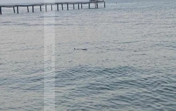 Bakıda çimərlikdə peyda olan ilan vətəndaşları qorxutdu - FOTO