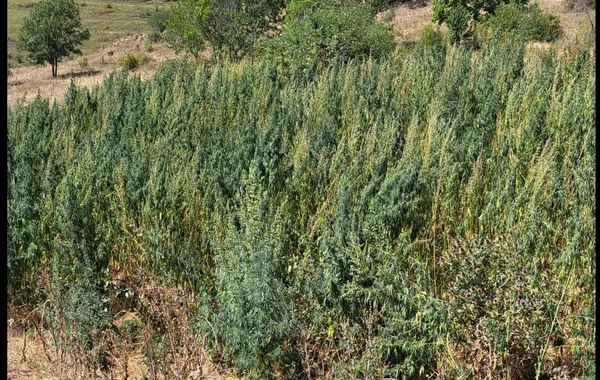 Laçında 2,6 ton çətənə məhv edilib