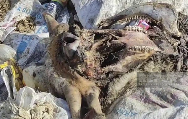 Qubada yaşayış massivi zibilliyə çevrilib, ərazini üfunət bürüyüb - FOTO