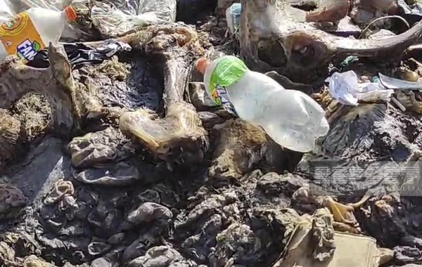 Qubada yaşayış massivi zibilliyə çevrilib, ərazini üfunət bürüyüb - FOTO