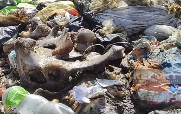 Qubada yaşayış massivi zibilliyə çevrilib, ərazini üfunət bürüyüb - FOTO
