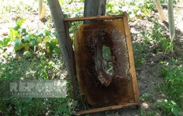 Azərbaycanın bu kəndləri ayıların hücumuna məruz qalıb - FOTO