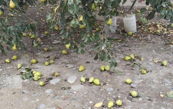 Güclü külək və yağış Xaçmaza ziyan vurub, kəndlər işıqsız qalıb