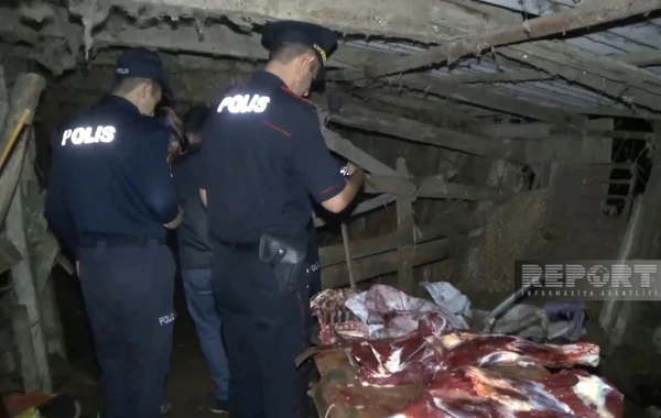 3 baş atı kəsərək ətini Bakıda satmaq istəyən Biləsuvar sakini saxlanılıb - FOTO